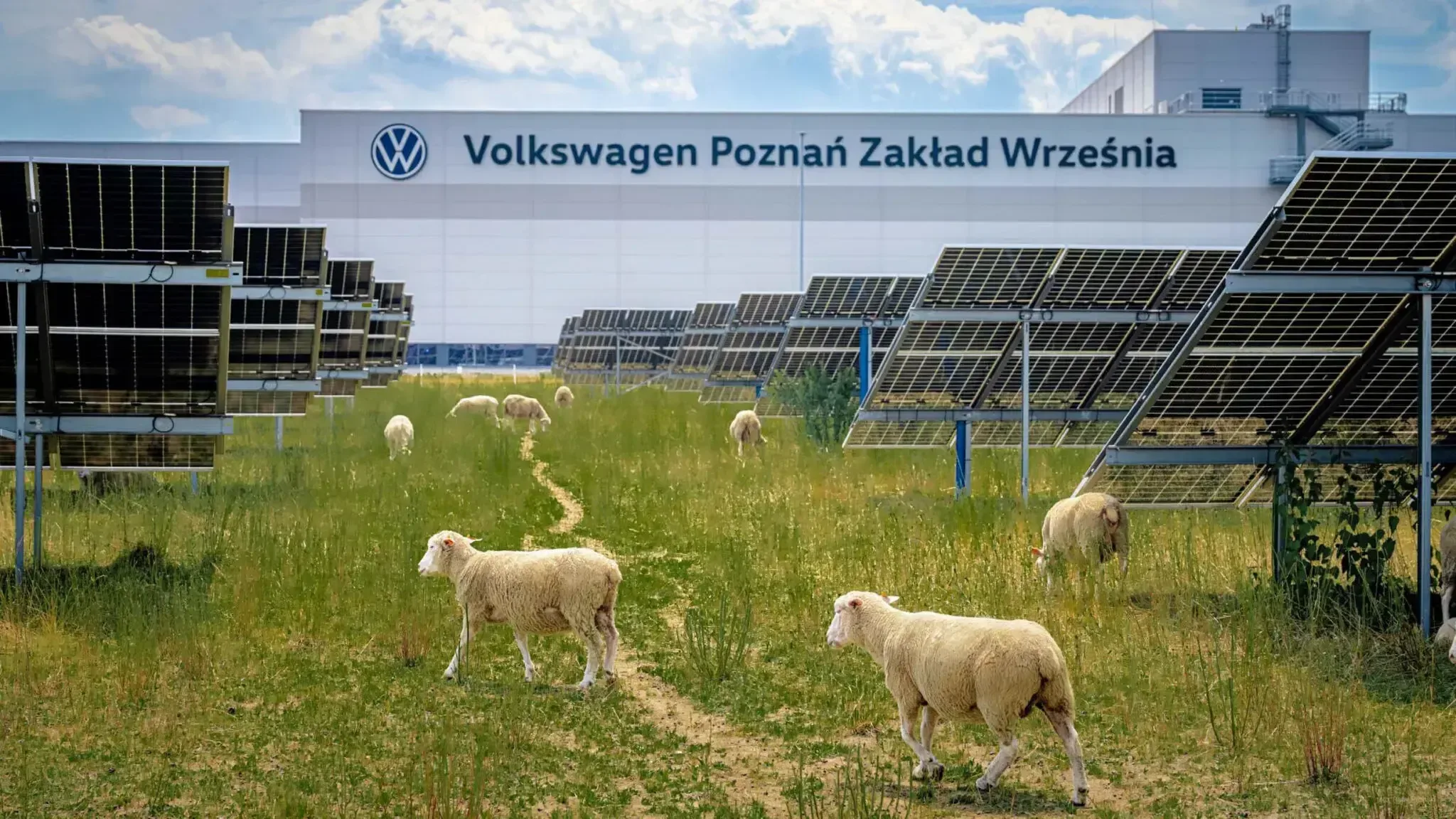 На заводе Volkswagen завели отару овец, чтобы отказаться от бензиновых мотокос